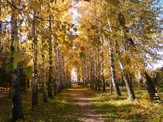 березовая аллея - пейзаж - оригинал