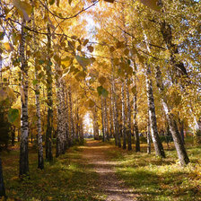 березовая аллея