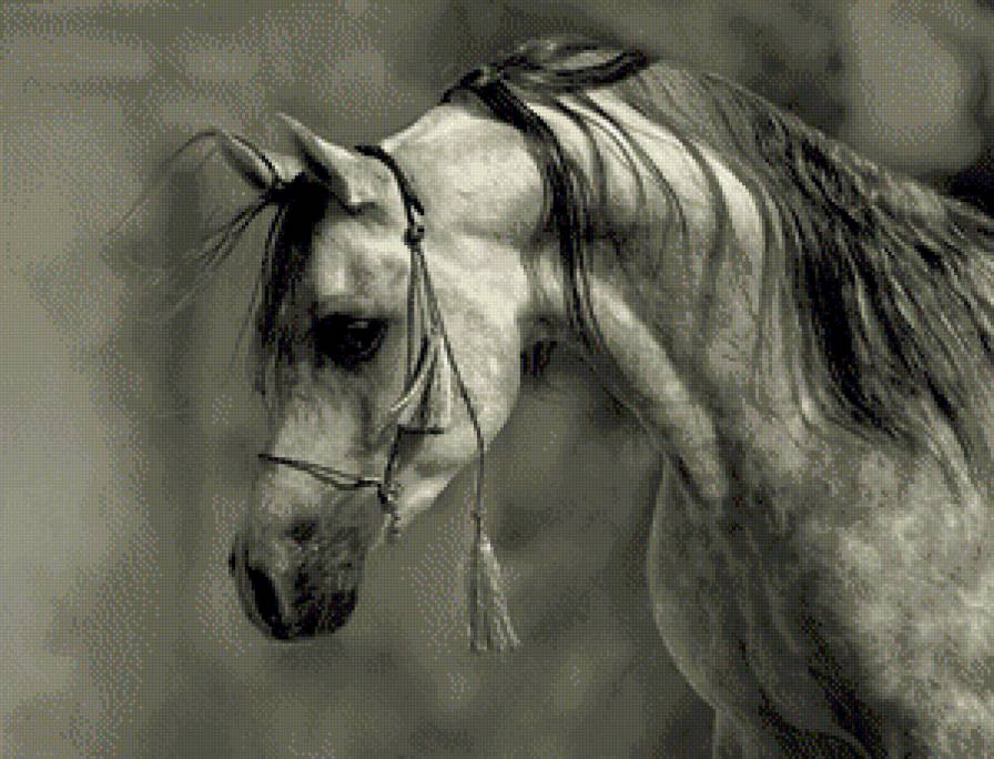 Араб 3 - предпросмотр