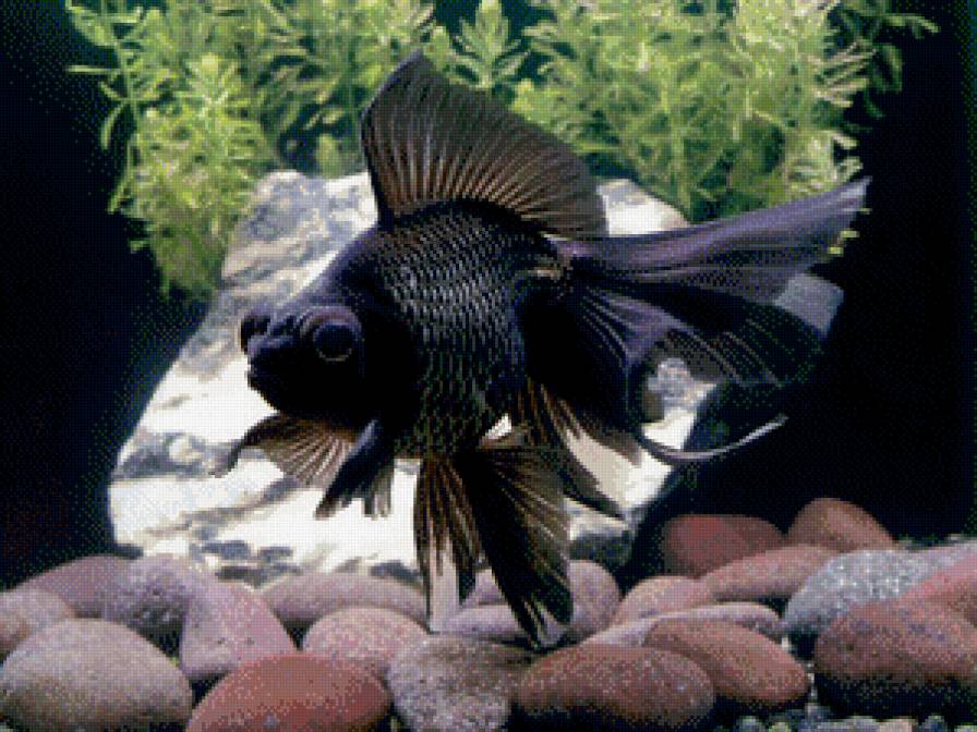 рыба 55 - сер.рыбы - предпросмотр