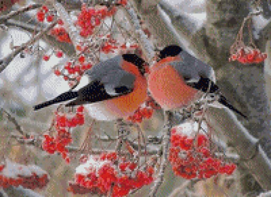 снегири - птицы снегири природа зима - предпросмотр