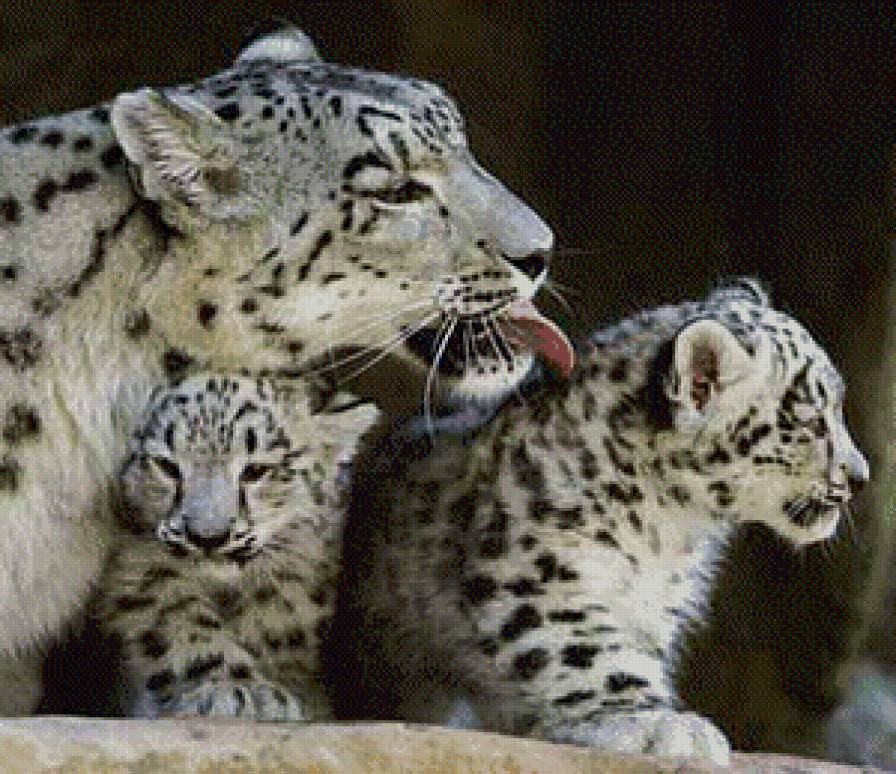 снежный барс кошки - предпросмотр