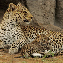 Схема вышивки «кошки»
