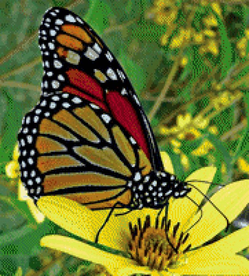 бабочка - насекомые бабочка - предпросмотр