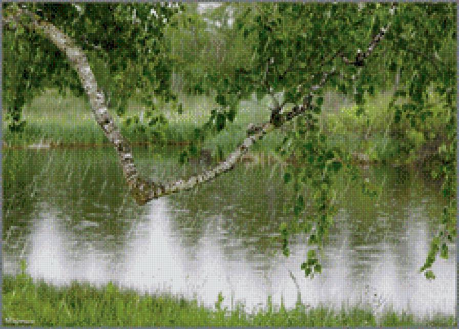 летний дождь - береза дождь природа - предпросмотр