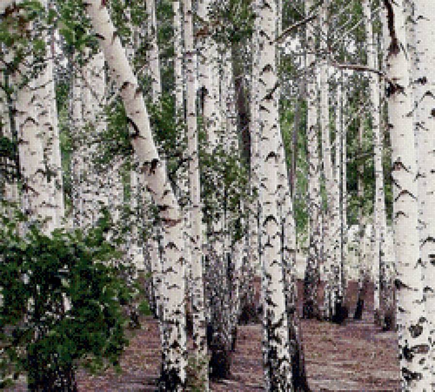 березовая роща - лес, природа, березы - предпросмотр