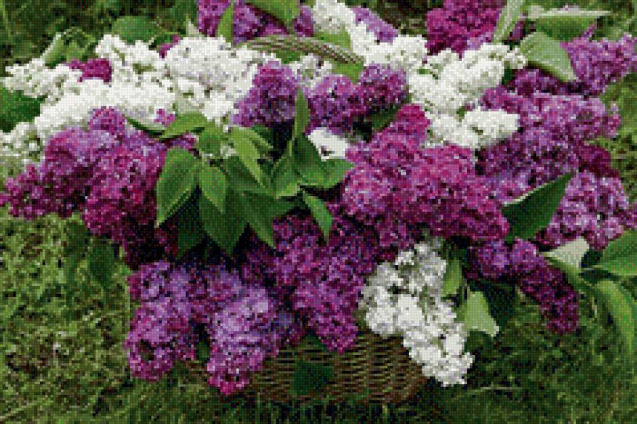 сирень - цветы сирень - предпросмотр