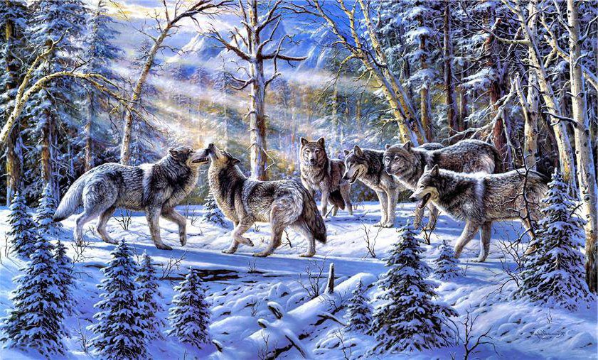 волчья стая на солнечной поляне - стая, лес, поляна, зима, хищники, снег, солнце, волки - оригинал