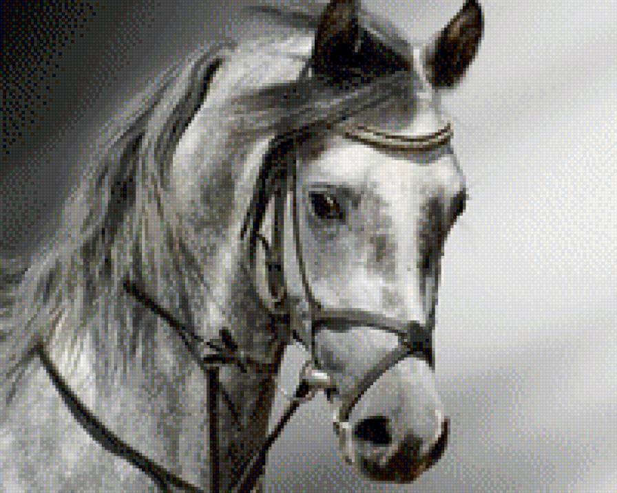 серия "животные" - черно-белое, лошадь - предпросмотр