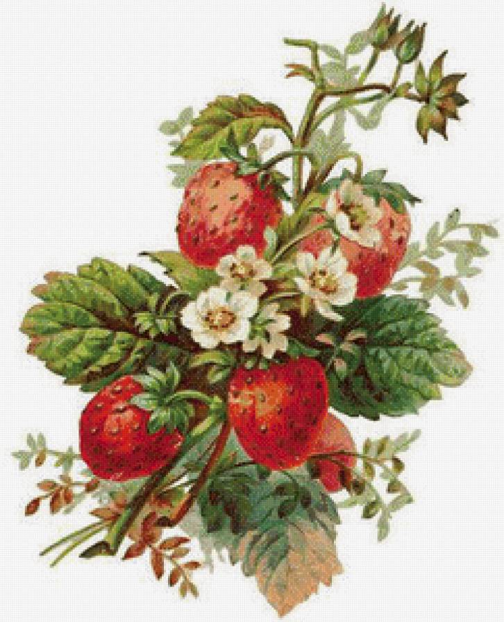 Земляника - ягода - предпросмотр