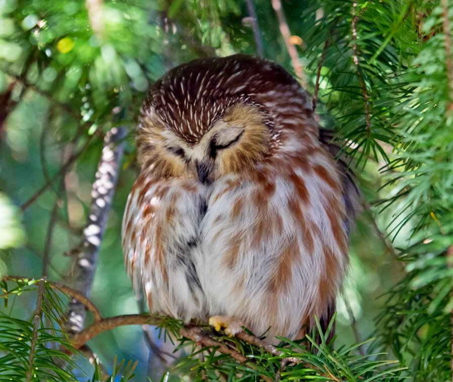 совушка  сонюшка - птица, сова.природа, сосна - оригинал