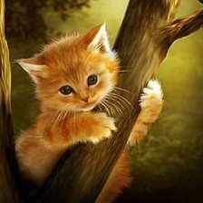 рыжий котёнок на дереве
