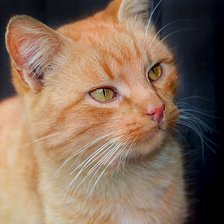 Схема вышивки «рыжик»