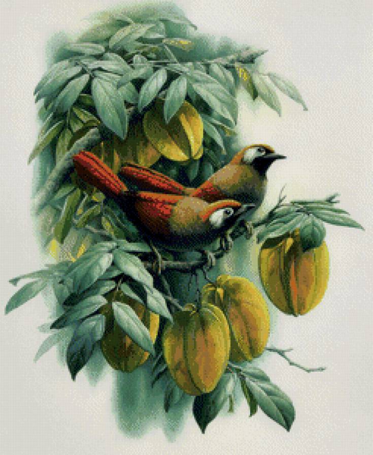 птицы - птицы - предпросмотр