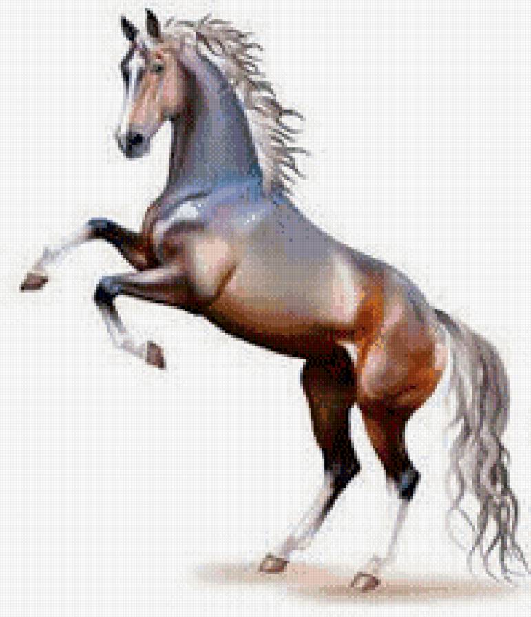 красивые лошади (подборка) - лошадь, животные, год лошади, кони - предпросмотр