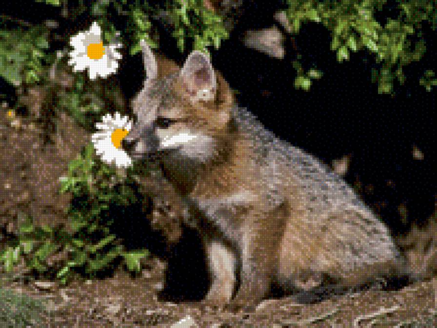 лисёнок с ромашками - животные - предпросмотр