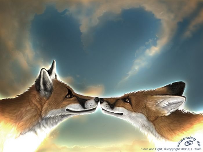 влюблённые лисы - животные - оригинал