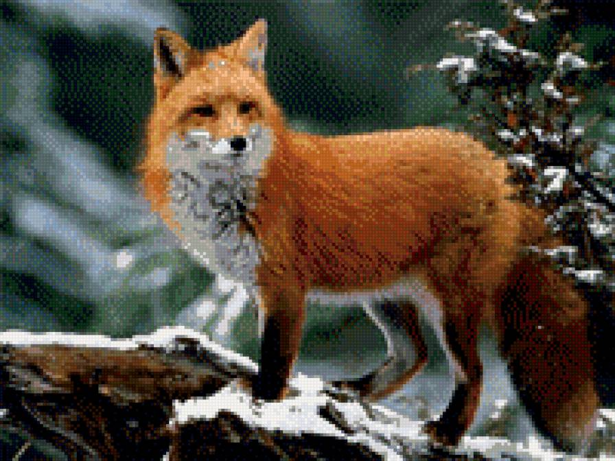 гордая лисица - животные - предпросмотр