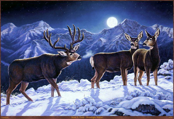 Олени - животные, горы, пейзаж, зима, олени - оригинал