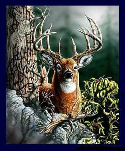 Красавец - пейзаж, лес, олени, животные - оригинал