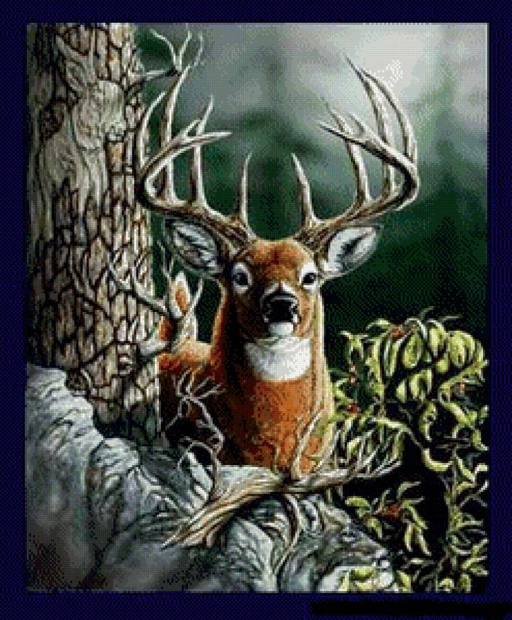 Красавец - олени, животные, лес, пейзаж - предпросмотр