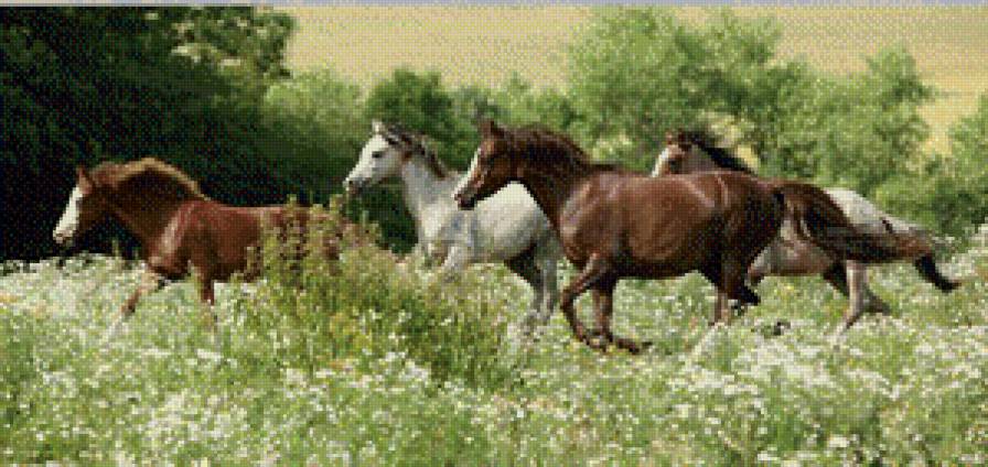 лошади - предпросмотр
