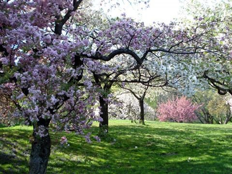 серия "весна" - весна.парк.деревья.цветы - оригинал