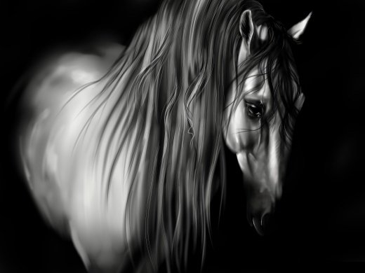 красивые лошади (подборка) - кони, животные, год лошади, монохром, лошадь, черно белое - оригинал