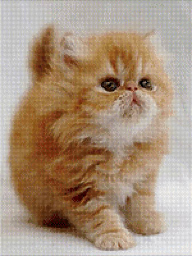 котя - предпросмотр