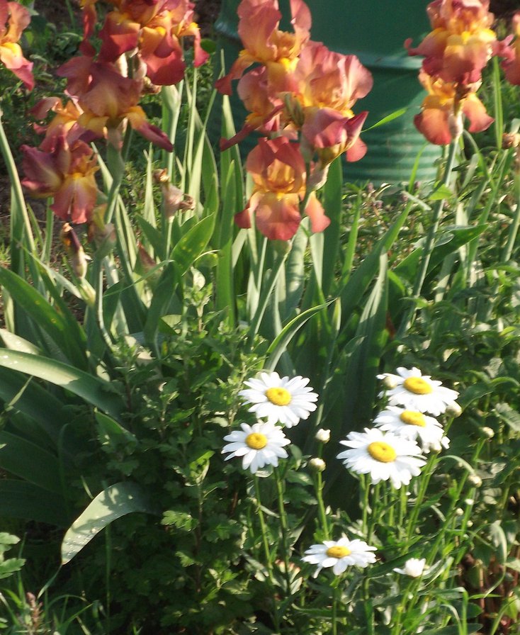 ирисы и ромашки - цветыю природа, красота - оригинал