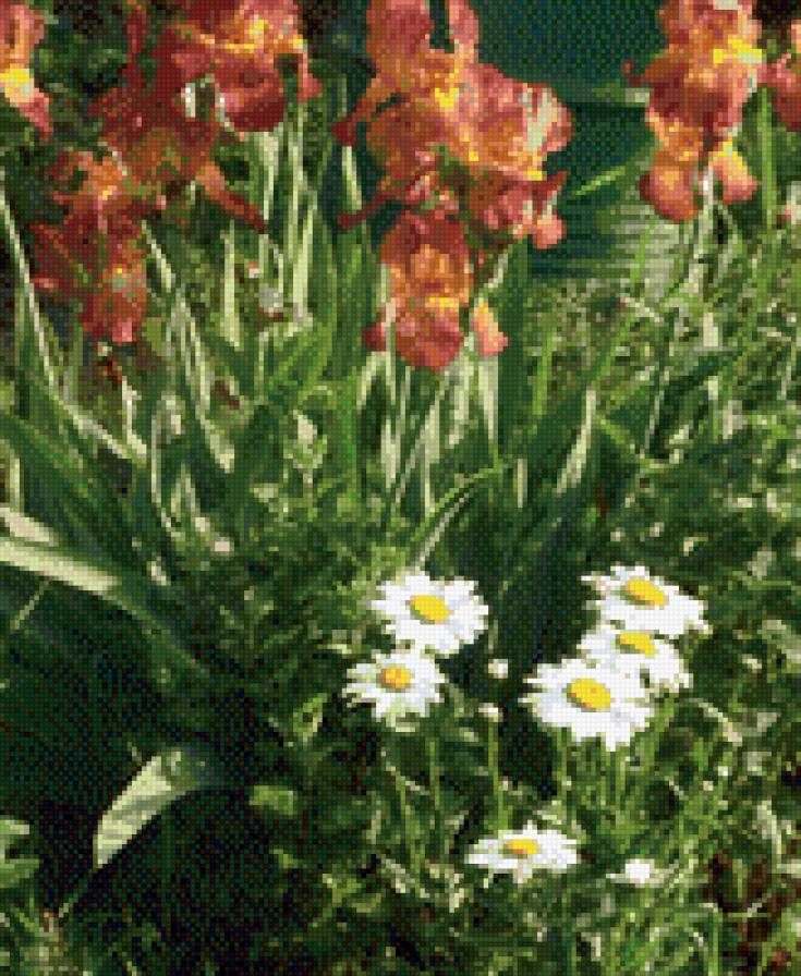 ирисы и ромашки - красота, цветыю природа - предпросмотр