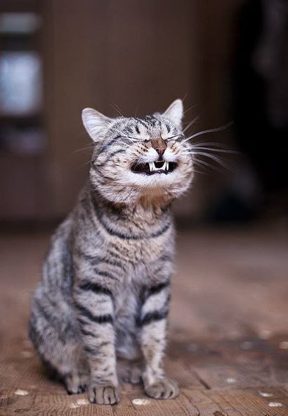 веселый котик - кошка, радость, юмор - оригинал