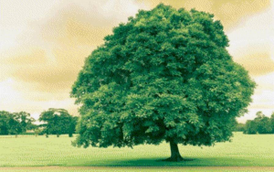 Дерево - зелень, дерево - предпросмотр