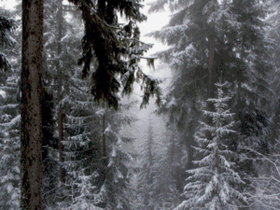 зимний лес ели монохром - ели, снег, лес, зимний пейзаж, зима, елки, монохром - предпросмотр