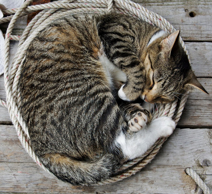 сладких снов - кот, кошка - оригинал