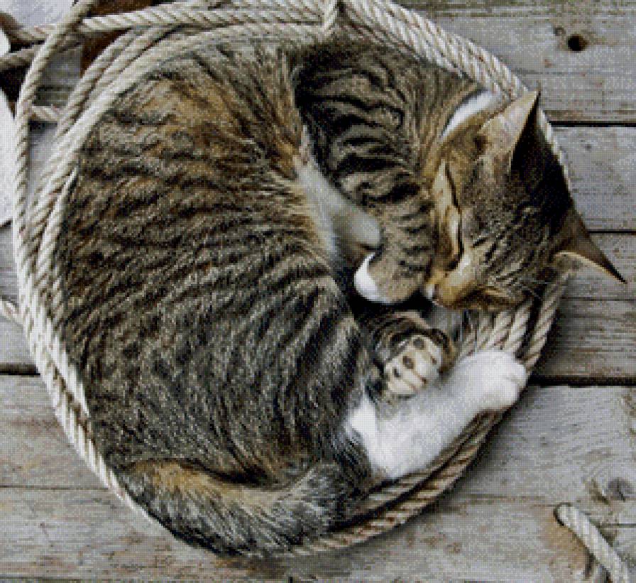 сладких снов - кошка, кот - предпросмотр