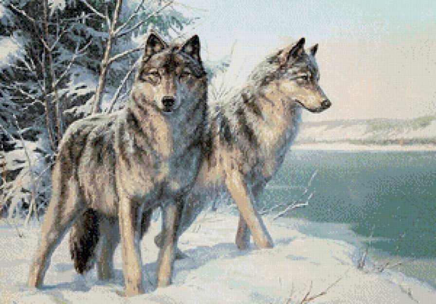 Волки - волк, животные - предпросмотр