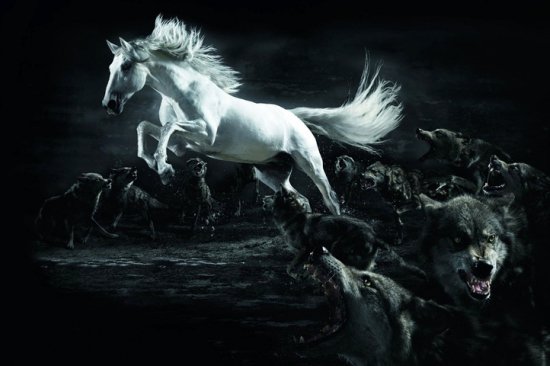 белая лошадь - лошади, животные - оригинал