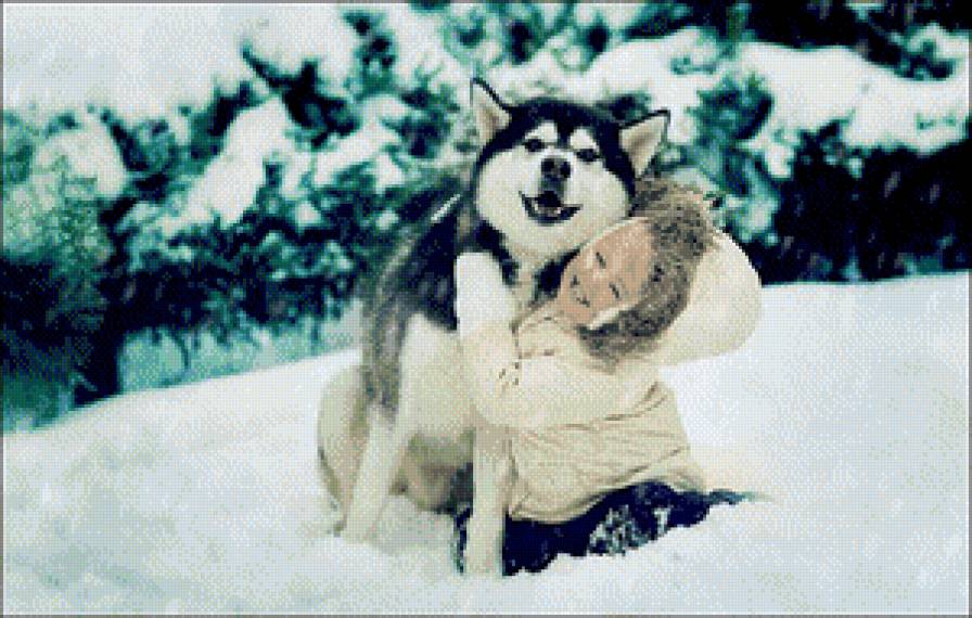 хаски - предпросмотр