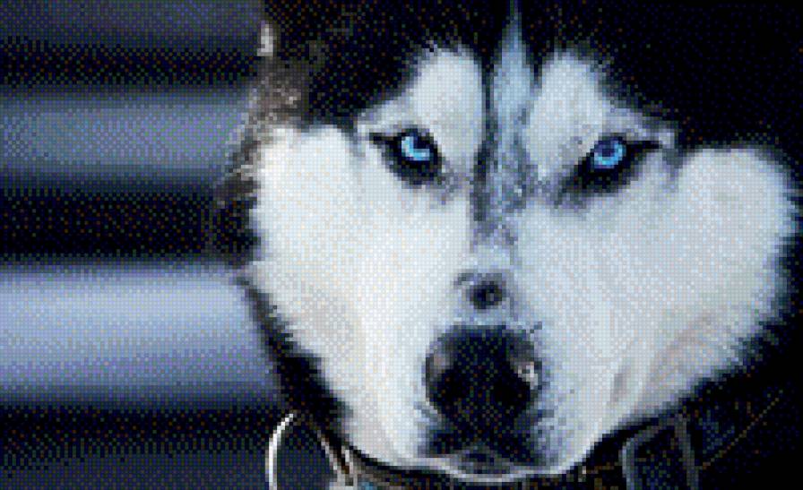 хаски - предпросмотр