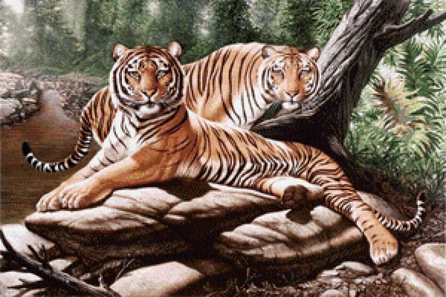 Тигры - дикие кошки, тигр, животные - предпросмотр