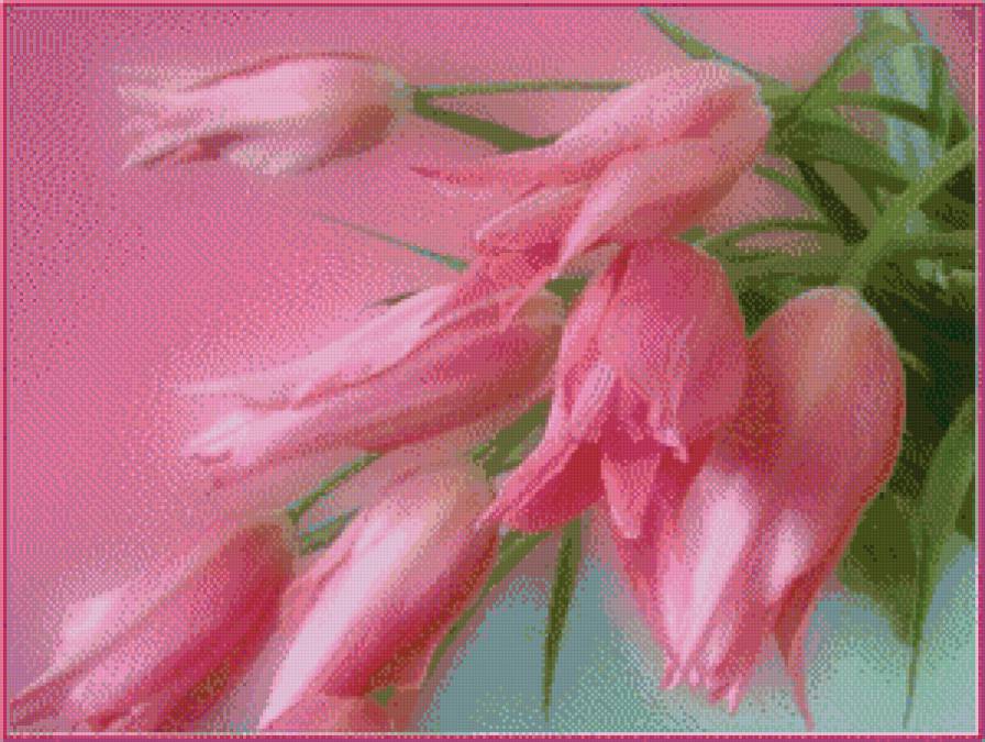 розовые тюльпаны - природа, нежность, цветы - предпросмотр