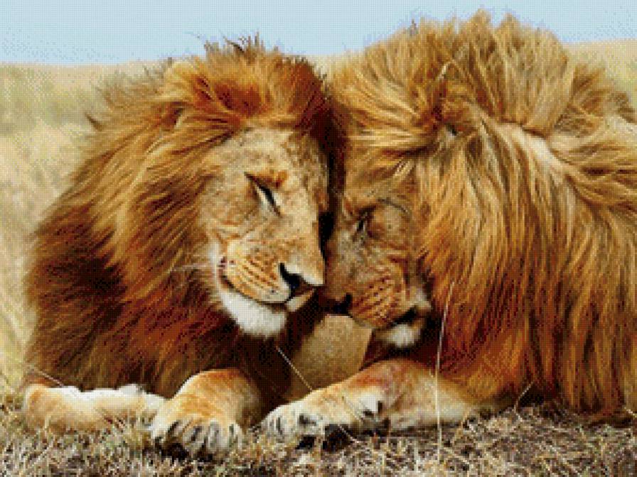 львы - животные, львы - предпросмотр