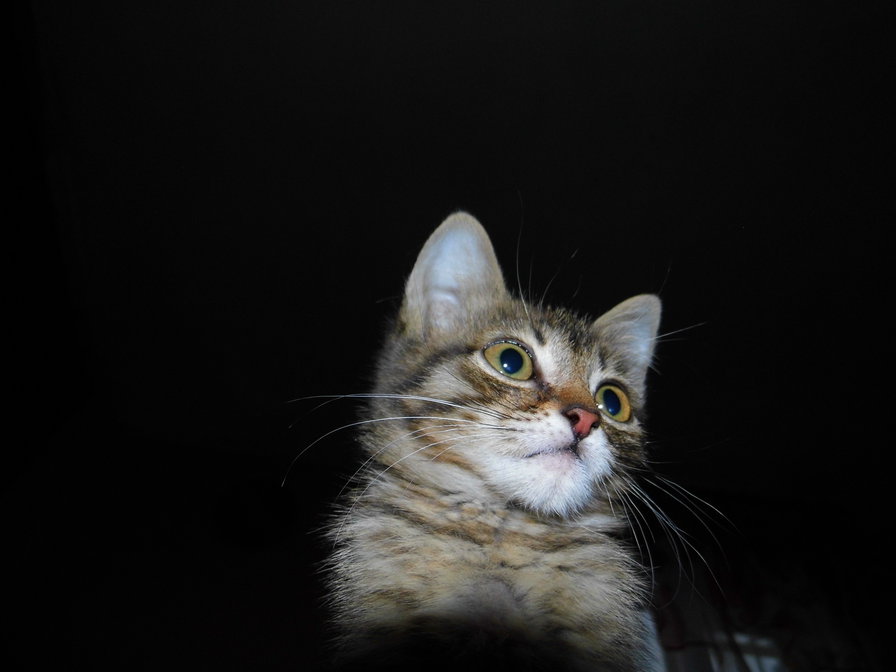 том - кот, том, котенок - оригинал