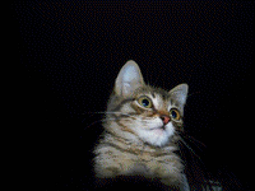 том - котенок, кот, том - предпросмотр