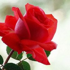 Схема вышивки «Роза»