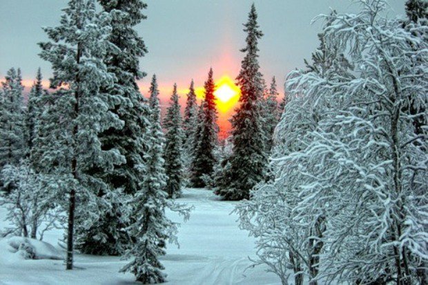 зимний лес закат - природа, пейзаж, дерево, елки, сосна, сугроб, лес, ели, зима, снег - оригинал
