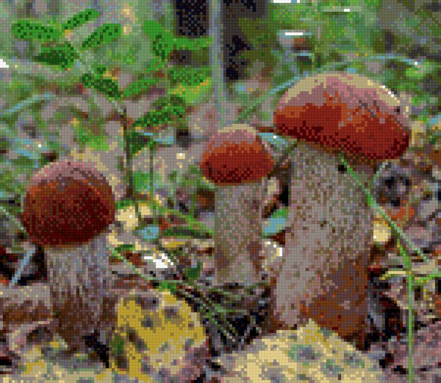 грибы - природа, лес, грибы - предпросмотр
