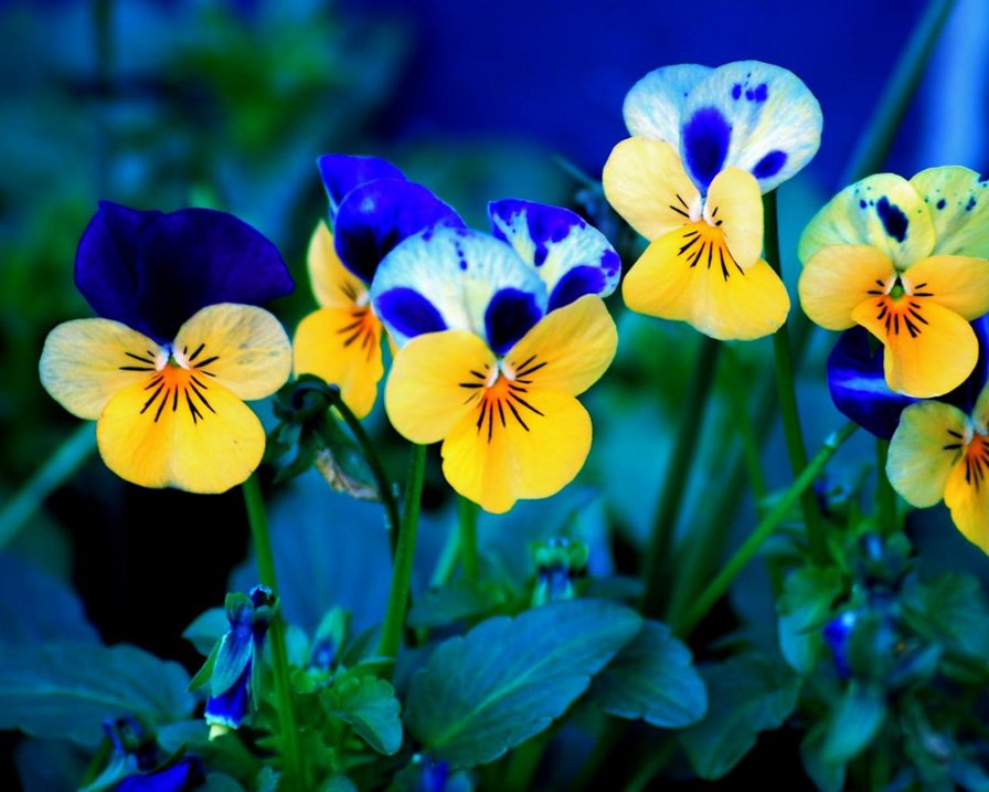 анютины глазки - цветы - оригинал