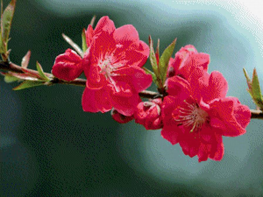 розовая сакура - цветы - предпросмотр